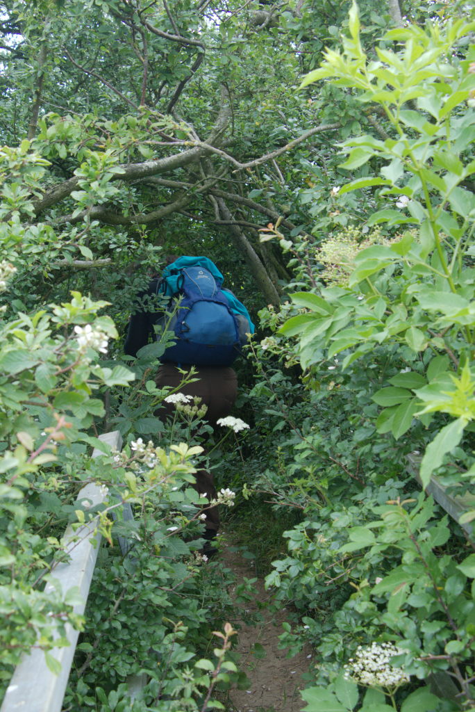 Manu verschwindet in einer Hecke