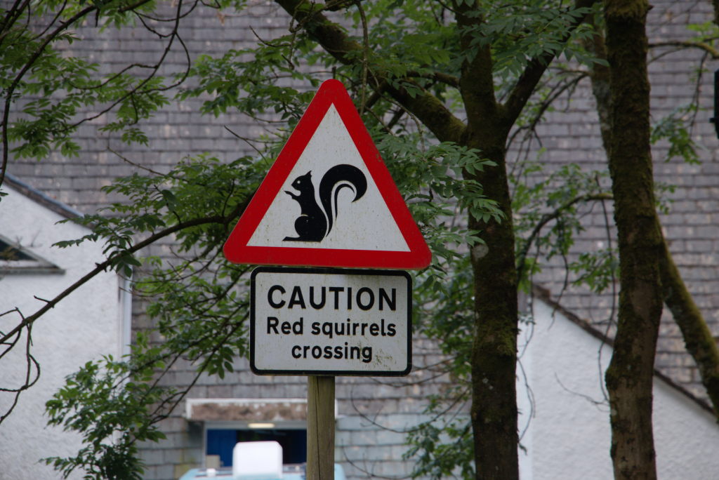 Ein Straßenschild "Red squirrels crossing" - "Rote Eichhörnchen queren die Straße"