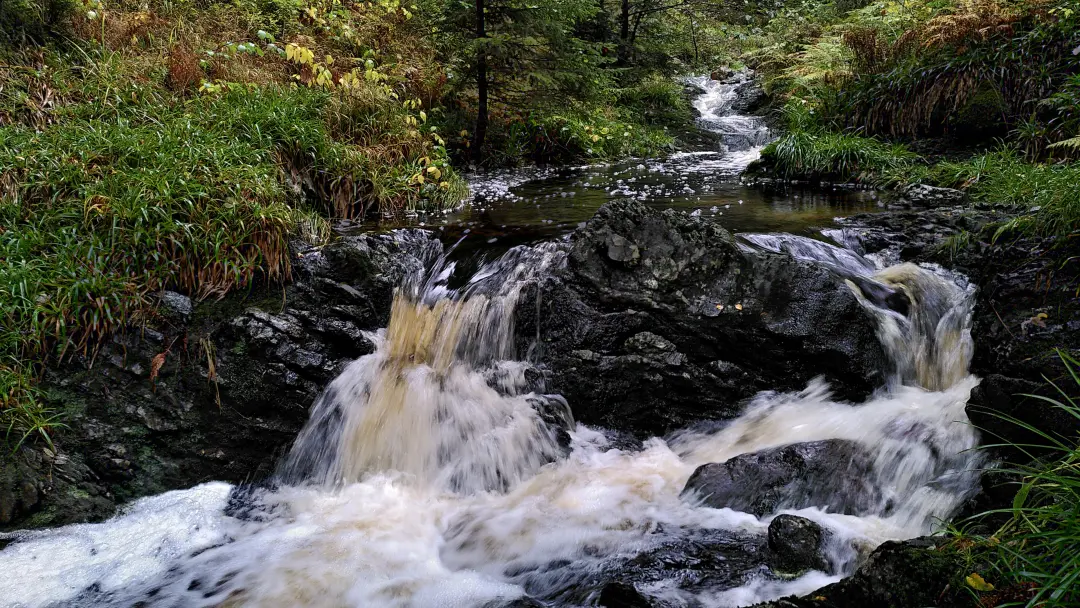 Ein kleiner "Wasserfall" in einem Bach, der die typische bräunliche Färbung des Moorwassers hat