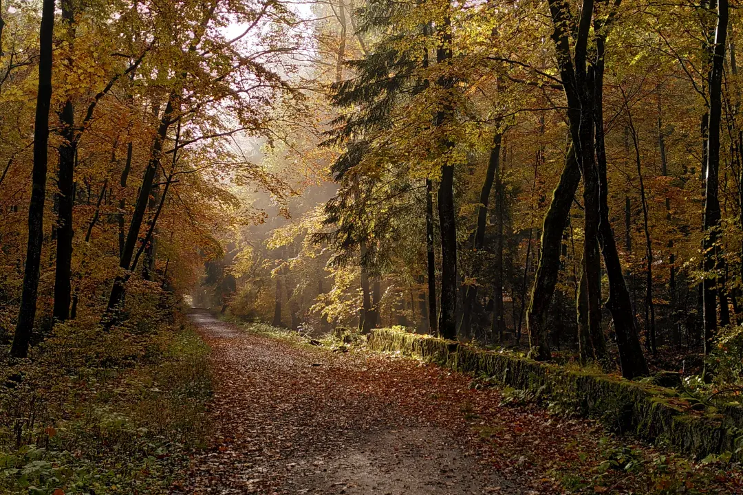View along a forest path with a canopy of autumn leaves, sunlight streaming through