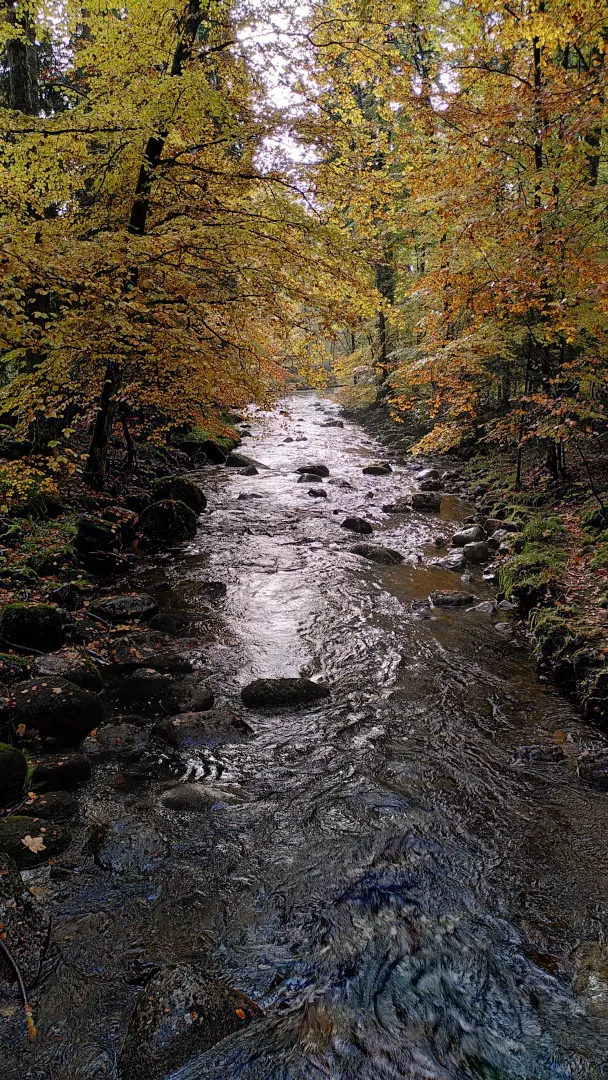 View of the Kalte Bode stream winding its way under autumn trees through the Elendstal