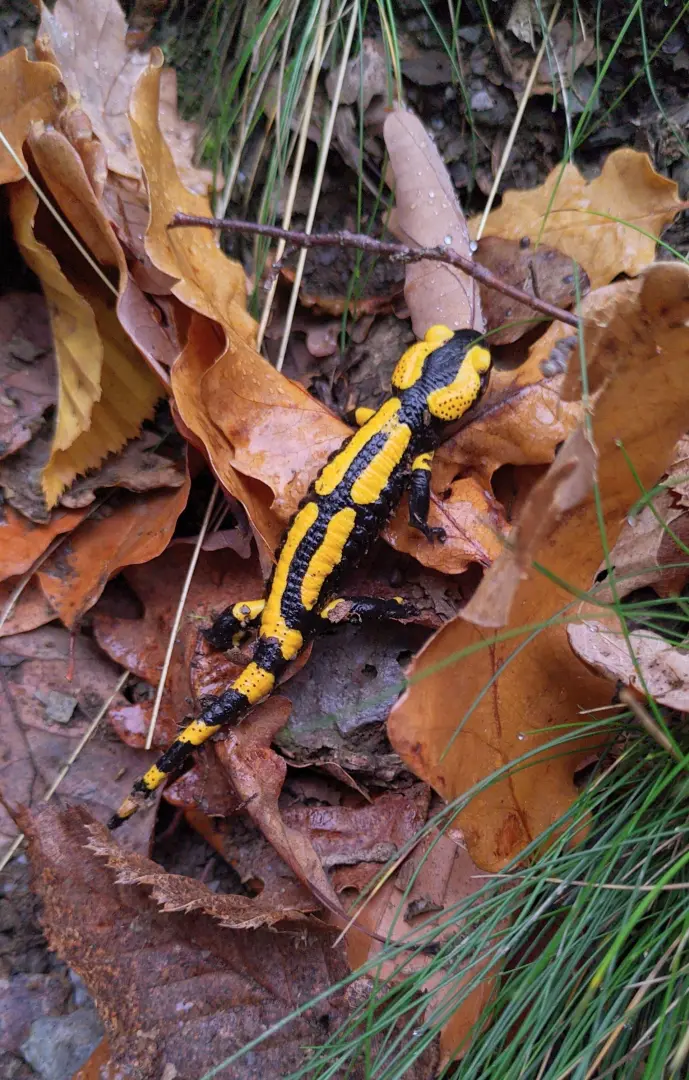 Ein Feuersalamander im Laub