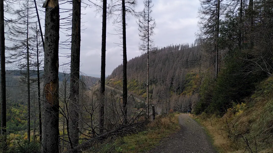 Blick über einen Bergrücken, auf dem alle Fichten abgestorben sind