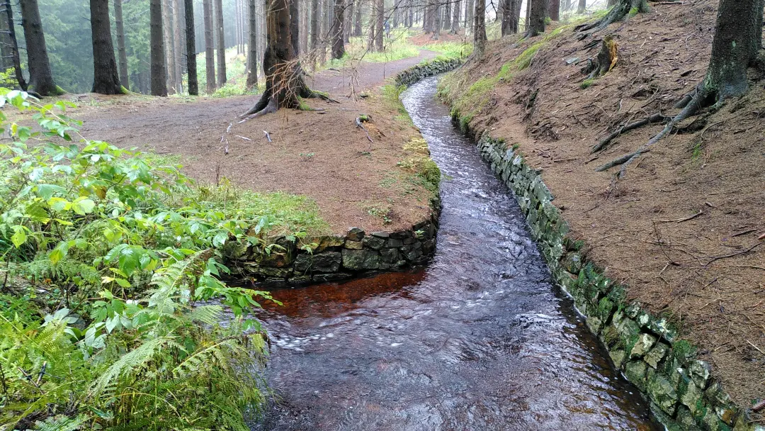 Blick entlang eines aktiven Wassergrabens quer durch den Wald. Der Wanderweg führt wieder parallel dazu entlang.