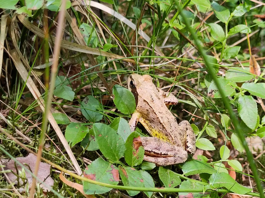 Ein kleiner Frosch im Gras