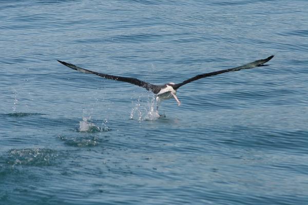 Ein Albatross von hinten beim Starten knapp über der Wasseroberfläche