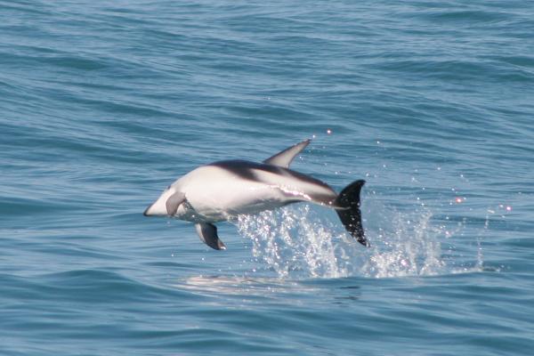 Ein Delphin beim Sprung komplett aus dem Wasser