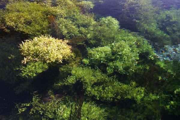 Unterwasserfoto einiger Pflanzen in sehr klarem Wasser