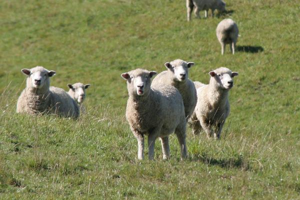 Einige Schafe auf einer Wiese
