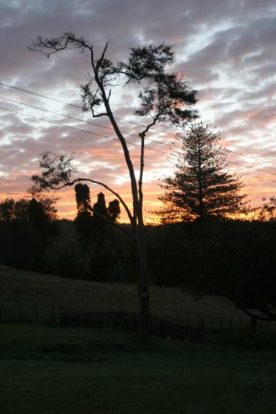 Schattenriss eines Baumes im Sonnenaufgang