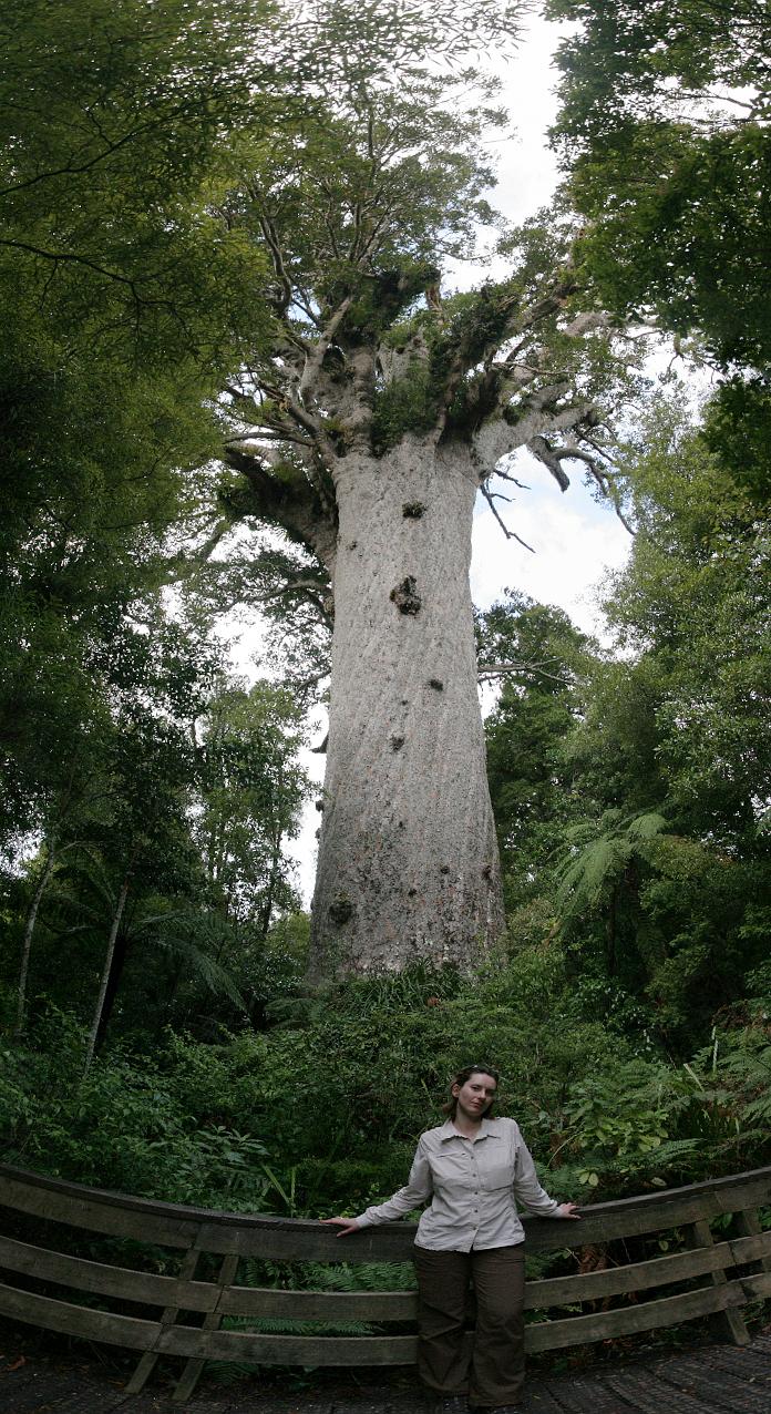 Blick auf einen riesigen Kauri Baum