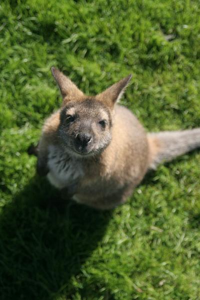 Ein Wallaby guckt senkrecht nach oben in die Kamera