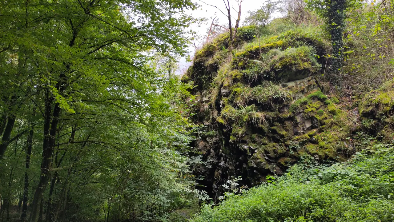 Moss-covered rock in the forest