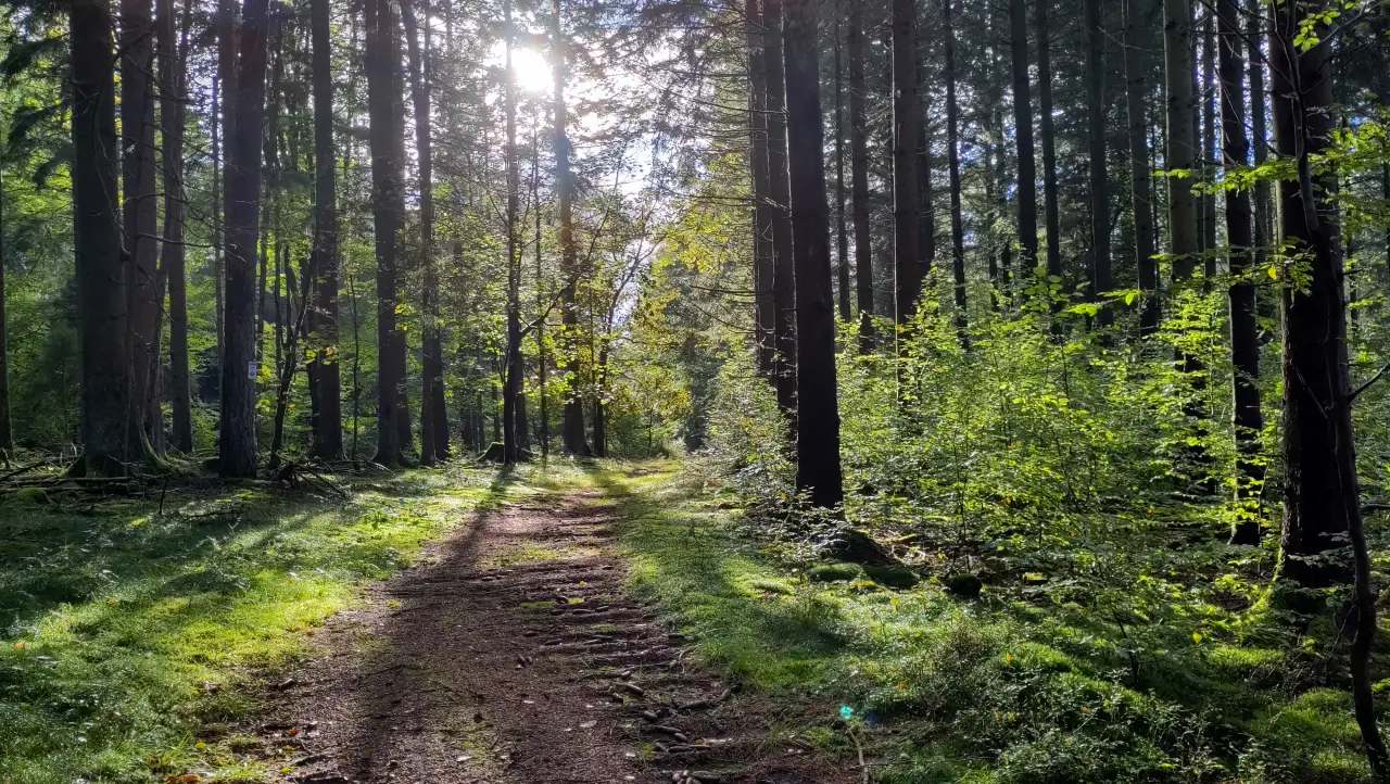 A small forest path flooded with sunlight