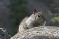 Squirrel-Portrait