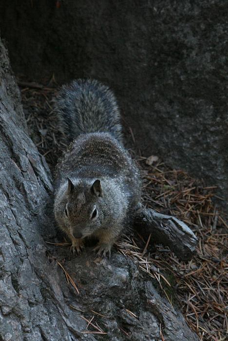 Ein California Ground Squirrel