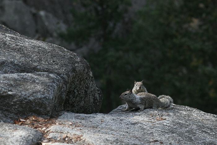 Zwei Squirrel an den Klippen des Vernal Falls