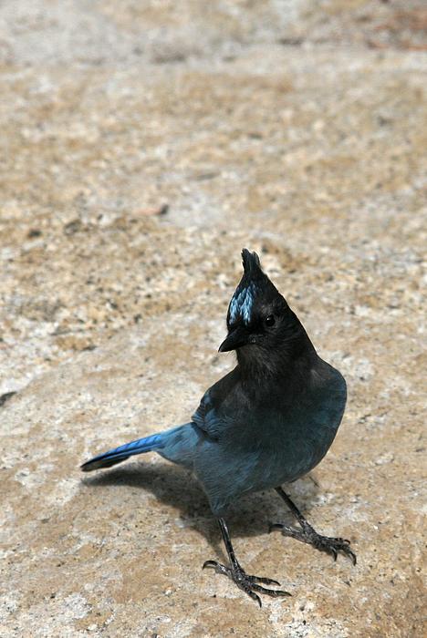 Ein Steller's Jay