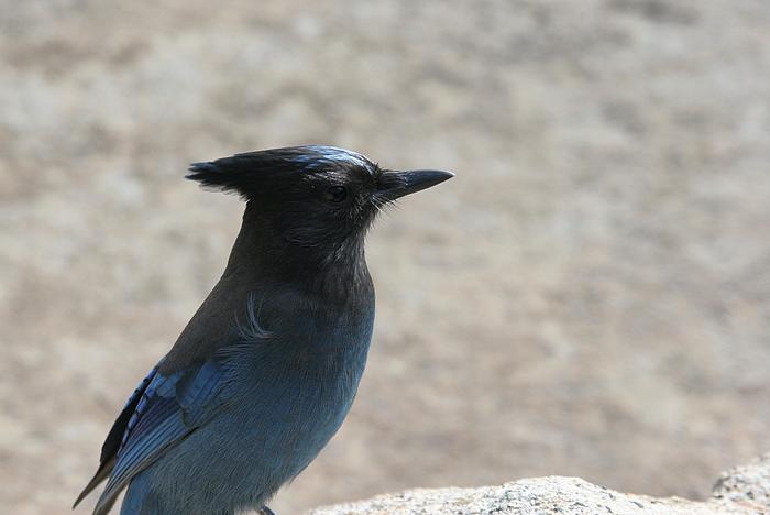 Steller's Jay im Profil