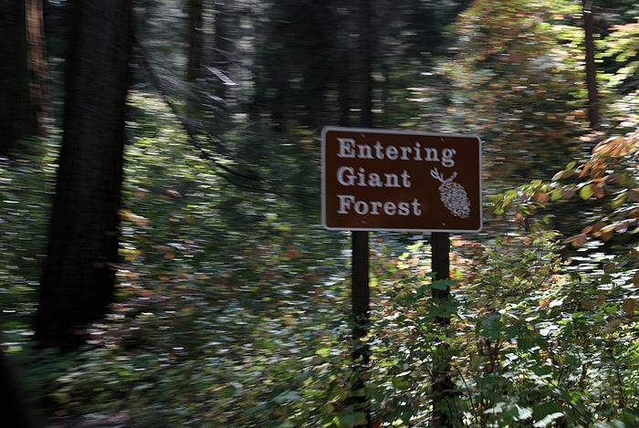 Wir begeben uns in den Wald der Riesen