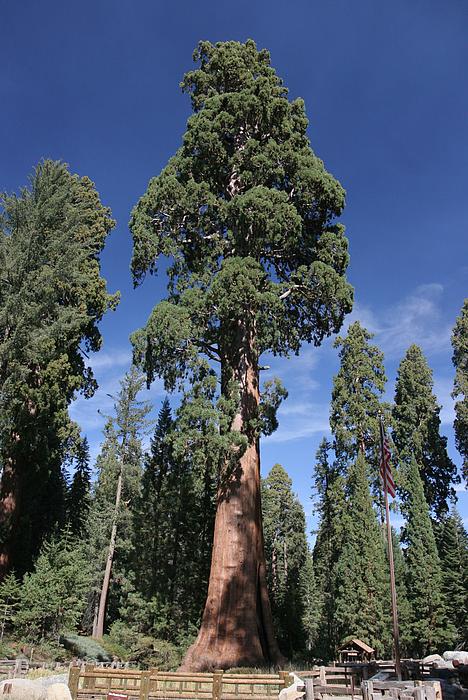 Sentinel Tree am Giant Forest Museum