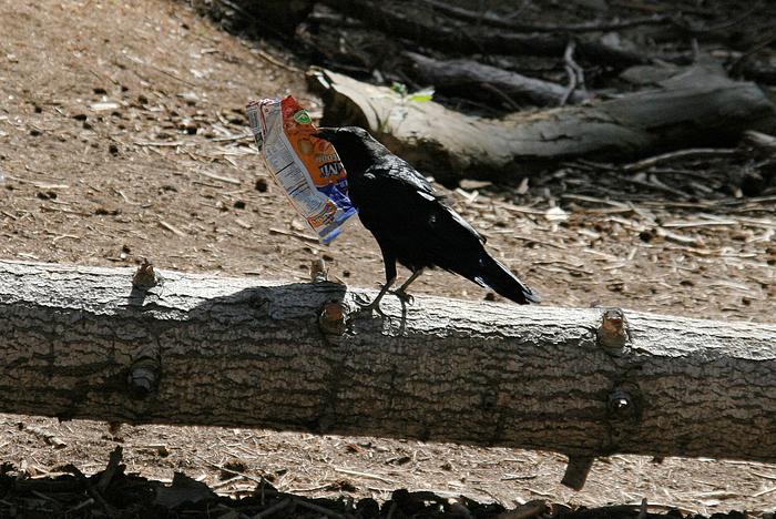 Krähe mit Chipstüte