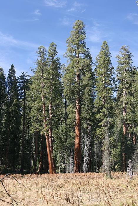 Gruppe junger Sequoias