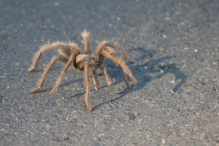 Ein Spinnchen mitten auf der Straße