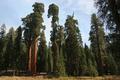 Viele Sequoias an einer Stelle