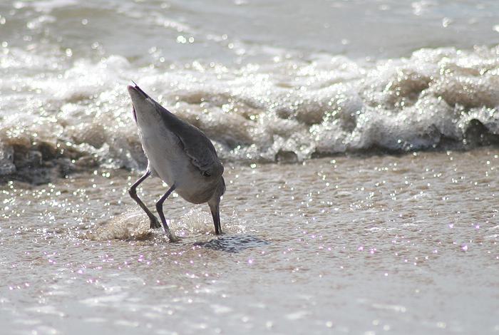 Strandläufer