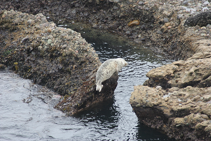 Seehund im Point Lobos Reserve