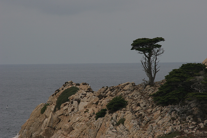 Einsame Zypresse an der rauhen Küste von Point Lobos