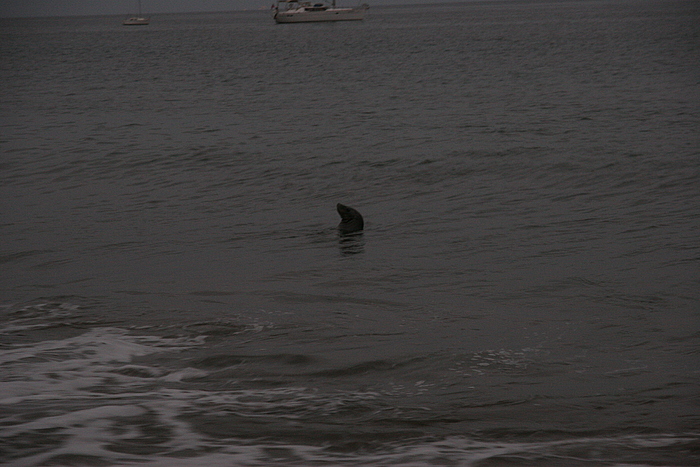 Ein Seehund am abendlichen Strand von Santa Cruz