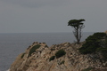 Einsame Zypresse an der rauhen Küste von Point Lobos