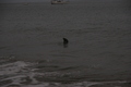 Ein Seehund am abendlichen Strand von Santa Cruz